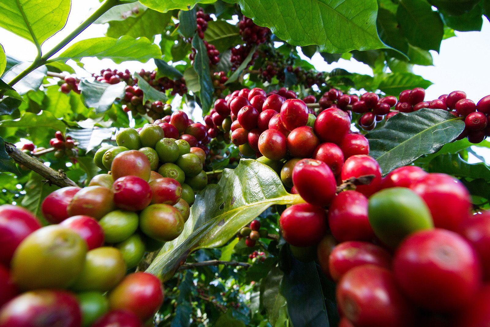 Coffee-Farm Green coffee beans
